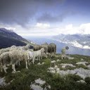 Sheep climbing mountains  screen for extension Chrome web store in OffiDocs Chromium