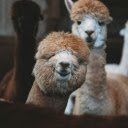 sheep frolicking in a vibrant meadow  screen for extension Chrome web store in OffiDocs Chromium