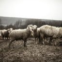 Sheep grazing on an artistically crafted  screen for extension Chrome web store in OffiDocs Chromium