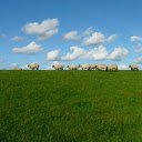 Sheep Meadow Serenity Theme  screen for extension Chrome web store in OffiDocs Chromium