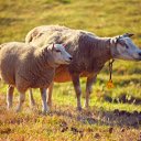 Sheep mother  screen for extension Chrome web store in OffiDocs Chromium