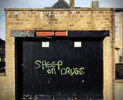 Descarga gratis Sheep on Drugs graffiti o imagen gratis para editar con el editor de imágenes en línea GIMP