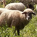 Sheep on grassland screen for extension Chrome web store in OffiDocs Chromium