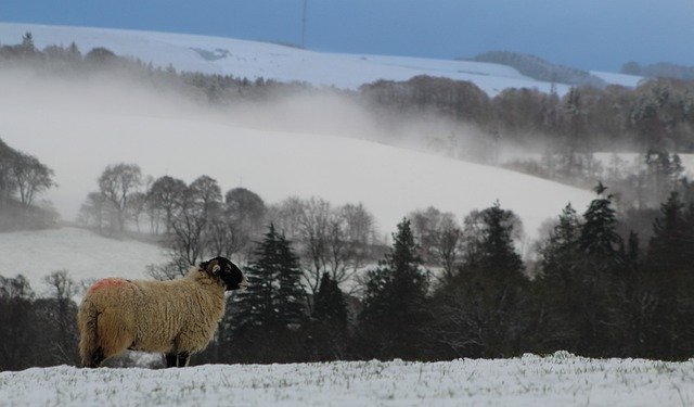 Bezpłatne pobieranie zdjęć owiec, śniegu, zwierząt hodowlanych, hodowlanych, do edycji za pomocą bezpłatnego edytora obrazów online GIMP
