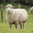 Sheep: The Gentle and Valuable Farm Animal  screen for extension Chrome web store in OffiDocs Chromium