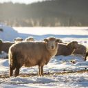 SHEEP Theme  screen for extension Chrome web store in OffiDocs Chromium