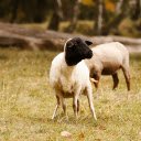 Sheep trimmed their feathers  screen for extension Chrome web store in OffiDocs Chromium