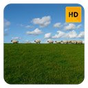 Sheep Wallpaper HD New Tab Theme screen для розширення веб-магазину Chrome у OffiDocs Chromium