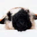 Sheep with Cow Hair  screen for extension Chrome web store in OffiDocs Chromium