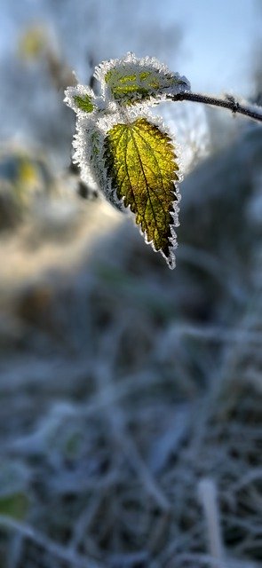 Téléchargement gratuit de la feuille de glace, neige, hiver, image gratuite en plein air à modifier avec l'éditeur d'images en ligne gratuit GIMP