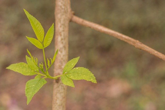 Free download sheets sprouts plant outbreak free picture to be edited with GIMP free online image editor