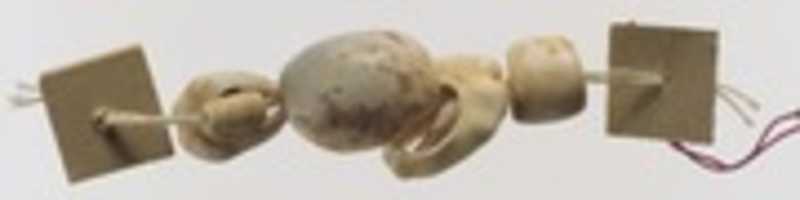 Free download Shell beads free photo or picture to be edited with GIMP online image editor