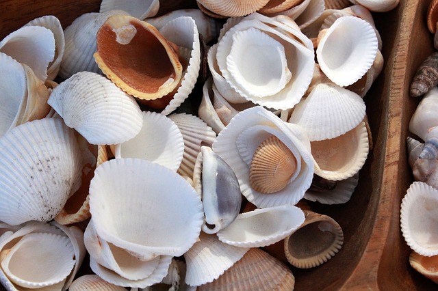 Téléchargement gratuit coquillages coquillages coquillage océan nature image gratuite à éditer avec l'éditeur d'images en ligne gratuit GIMP
