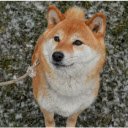 Shiba Dog on a Leash  screen for extension Chrome web store in OffiDocs Chromium