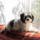 Shih Tzu Dog Lying on the Sofa near the Window  screen for extension Chrome web store in OffiDocs Chromium