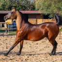 Shiny brown horse  screen for extension Chrome web store in OffiDocs Chromium