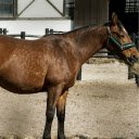Shiny Brown Horses  screen for extension Chrome web store in OffiDocs Chromium