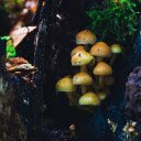 Shiny golden baby mushrooms  screen for extension Chrome web store in OffiDocs Chromium