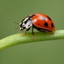 Shiny red winged ladybug  screen for extension Chrome web store in OffiDocs Chromium