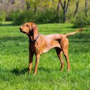 Shiny yellow dog  screen for extension Chrome web store in OffiDocs Chromium