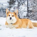 Short legged dog  screen for extension Chrome web store in OffiDocs Chromium