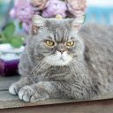 Short legged gray cat  screen for extension Chrome web store in OffiDocs Chromium