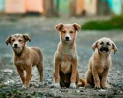 Free download Short story of Dog free photo or picture to be edited with GIMP online image editor