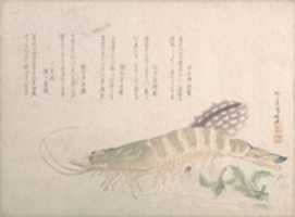 Free download Shrimp and Cuttlefish free photo or picture to be edited with GIMP online image editor