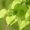 Shrubbery  screen for extension Chrome web store in OffiDocs Chromium