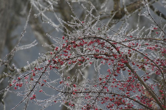 Free download shrub ice crystals frost winter free picture to be edited with GIMP free online image editor