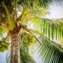 Siamese coconut tree  screen for extension Chrome web store in OffiDocs Chromium