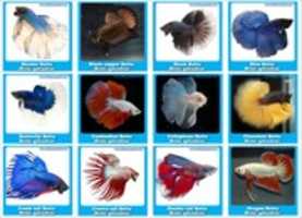 Free download Siamese Fighting Fish free photo or picture to be edited with GIMP online image editor