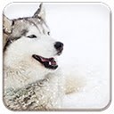 Gratis download Siberische Husky Dog - gratis foto of afbeelding om te bewerken met GIMP online afbeeldingseditor