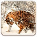 OffiDocs Chromium'da Chrome web mağazası uzantısı için Siberian Tigers ekranı