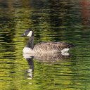 Silhouette of geese under the lake  screen for extension Chrome web store in OffiDocs Chromium