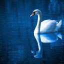 Silhouette of the swan  screen for extension Chrome web store in OffiDocs Chromium