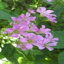 Silver Purple Butterfly Flower Wallpaper  screen for extension Chrome web store in OffiDocs Chromium