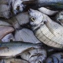Silver sea fish  screen for extension Chrome web store in OffiDocs Chromium