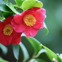 Single black tea to welcome spring  screen for extension Chrome web store in OffiDocs Chromium