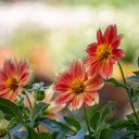 Single petal dahlias  screen for extension Chrome web store in OffiDocs Chromium