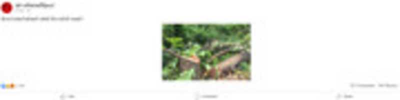 Free download sinharaja_defo_fake free photo or picture to be edited with GIMP online image editor