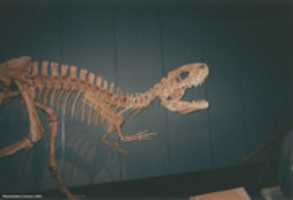 ดาวน์โหลด Sinraptor, Tyrrell Museum 06 ฟรี ภาพถ่ายหรือรูปภาพที่จะแก้ไขด้วยโปรแกรมแก้ไขรูปภาพออนไลน์ GIMP