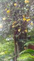 Free download siruthai pattai free photo or picture to be edited with GIMP online image editor