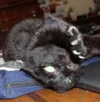 Free download Sittin Handsome Toby IMG 1725 free photo or picture to be edited with GIMP online image editor