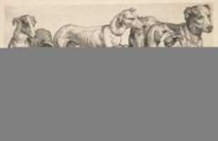 Free download Six Hounds free photo or picture to be edited with GIMP online image editor