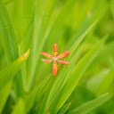 Six petal orange flower  screen for extension Chrome web store in OffiDocs Chromium