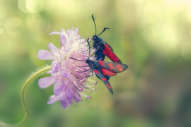 जीआईएमपी मुफ्त ऑनलाइन छवि संपादक के साथ संपादित करने के लिए मुफ्त छह स्पॉट बर्नेट तितली फूल मुफ्त तस्वीर डाउनलोड करें