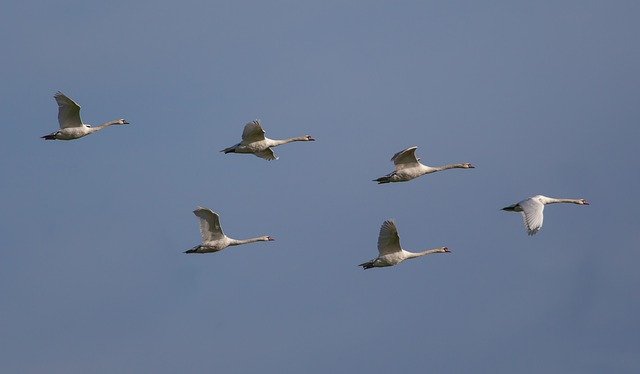 Free download six swans in flight white birds swan free picture to be edited with GIMP free online image editor