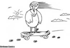 Free download Skater Bird  free photo or picture to be edited with GIMP online image editor