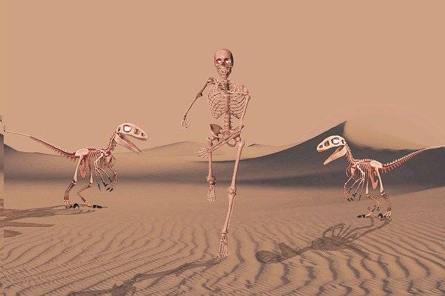 বিনামূল্যে ডাউনলোড করুন Skeleton Desert - GIMP বিনামূল্যের অনলাইন ইমেজ এডিটরের মাধ্যমে সম্পাদিত বিনামূল্যের চিত্র